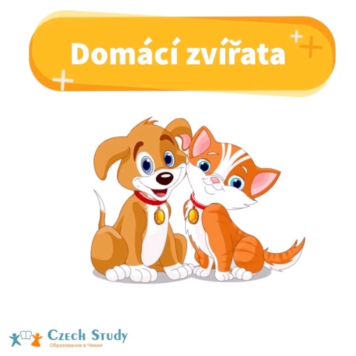 Domácí zvířata
⠀
Сегодня у нас будет самая милая #slovní_banka🤗
⠀
Потому-что мы поговорим о домашних животных
⠀
Domácí zvířata-[Домаци звиржата]-домашние животные:
⠀
kocour-[коцоур]-кот;
⠀
pes-[пэс]-пёс;
⠀
křeček-[кржечэк]-хомячок;
⠀
morče-[морче]-морская свинка;
⠀
kráva-[крава]-корова;
⠀
býk-[бик]-бык;
⠀
beran-[бэран]-баран;
⠀
ovce-[овцэ]-овца;
⠀
koza-[коза]-коза;
⠀
kozel-[козэл]-козел;
⠀
kůň-[кунь]-конь;
⠀
králík-[кралик]-кролик;
⠀
myš-[мыш]-мышь;
⠀
krysa-[крыса]-крыса;
⠀
fretka-[фретка]-домашний хорек.
⠀
Ptáci-[птаци]-птицы:
⠀
Papoušek-[папоушек]-попугай;
⠀
Slepice-[слэпице]-курица;
⠀
Kohout-[кохоут]-петух.
⠀
Рассказывайте, кто живет у вас в доме?)